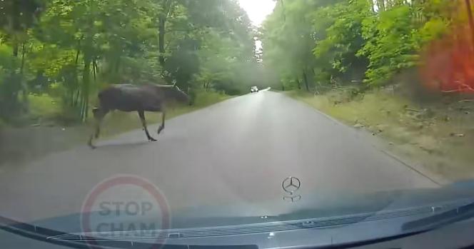 Te nagrania wywołują ciarki na plecach. Zwierzęta wbiegają tuż przed maskę!