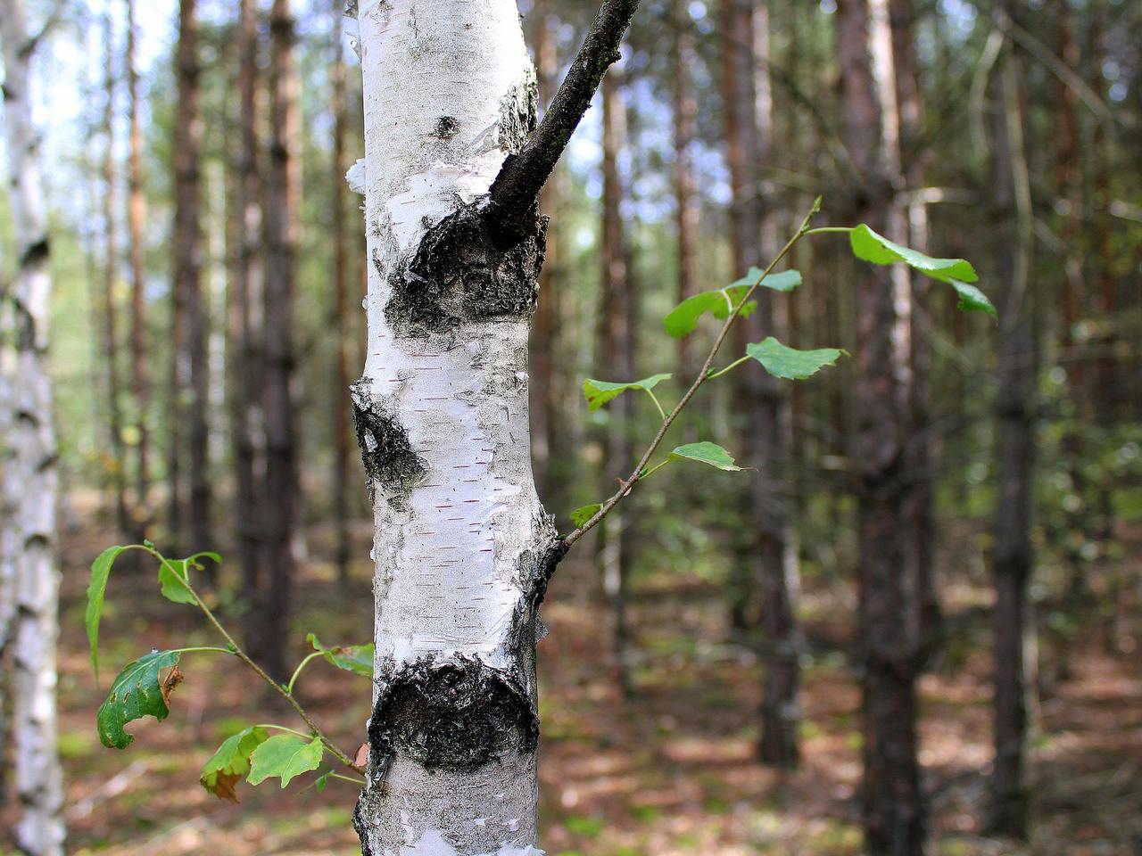 Lubuskie: Harcerze posadzili młode brzozy. Efekt widać z KOSMOSU! [GALERIA]