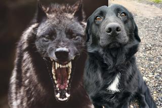 Wilki zjadły mojego Cygana