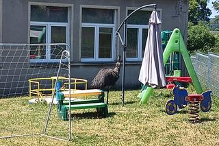 Prawdziwy emu na terenie szkoły pod Sulęcinem. Dzieci bały się wyjść na dwór [ZDJĘCIA].