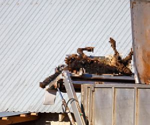 Potworny los zwierząt w Idzbarku. To była umieralnia. Gospodarz usłyszał zarzuty!