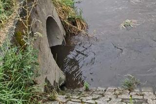 Rzeka Drwinka w Krakowie została zatruta? Zielona woda i fetor. MPEC odpiera zarzuty aktywistów 