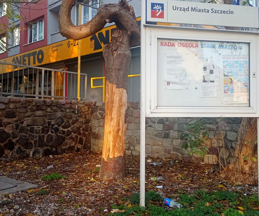 Ktoś celowo niszczy drzewa w centrum Szczecina