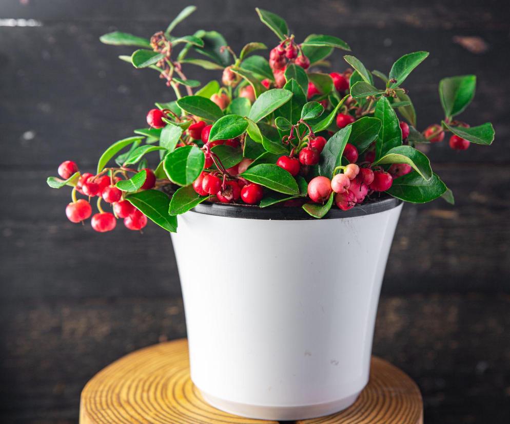 Golteria pełzająca