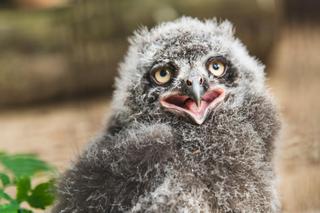 We Wrocławskim zoo wykluły się sowy śnieżne. Są rozkoszne!