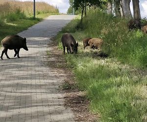 Dziki na trasie pod Olsztynem