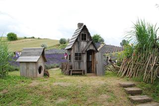 Lawendowe pola. Gdzie są w Polsce i kiedy kwitną? Atrakcje, dojazd