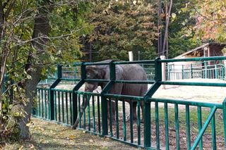 Gdański Ogród Zoologiczny jesienią