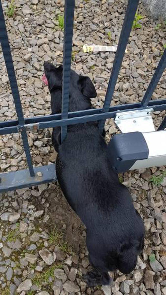 Jak on się tam znalazł? Strażacy ratowali psa, który utknął w bramie