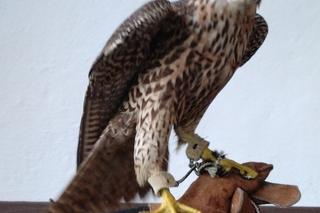 Przemycał sokoły w strasznych warunkach! [GALERIA]