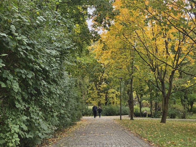 Krypta odkryta podczas rewitalizacji parku w Bydgoszczy. „Nie będziemy w żaden sposób ingerować”