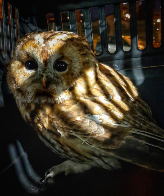 Nocne podglądanie sów w Nowym Zoo powraca. Hu-hu noce już wkrótce