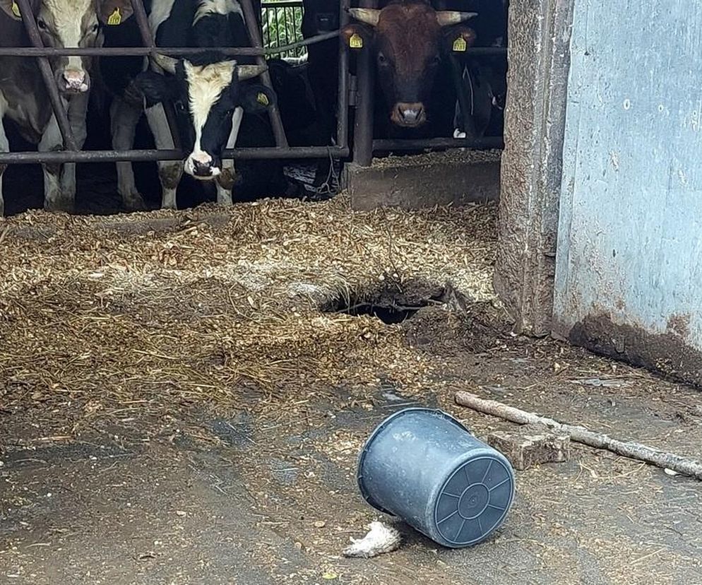Klukowo. Bimbrownia w oborze. 43-latek produkował alkohol obok krów i martwych szczurów
