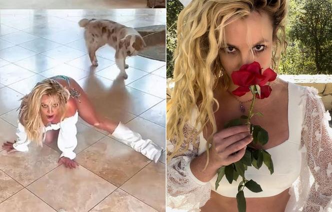 Britney Spears chwali się, że utyła. "Przynajmniej mam tyłek". Wije się po podłodze i tańczy z psami