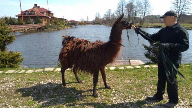 Lama z Bierunia złapana