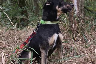 Poznajcie Knedla, który na dom czeka w COZ Grudziądz