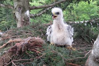 Podkarpacie: Odbudowali gniazda orłów i orlików