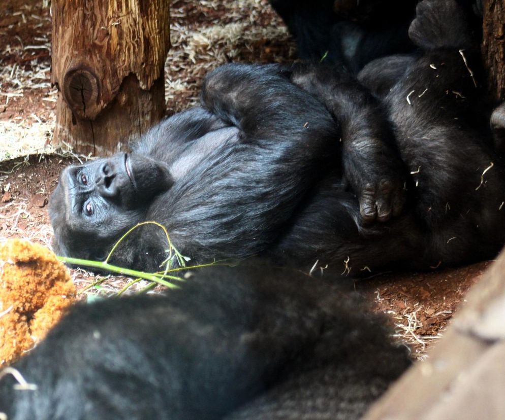 Nowe mieszkanki w ZOO Warszawa