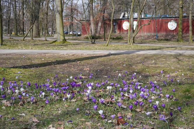 Wiosna na Polu Mokotowskim