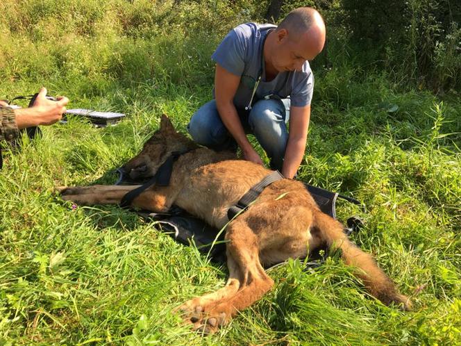 Pieścił wilka na pożegnanie