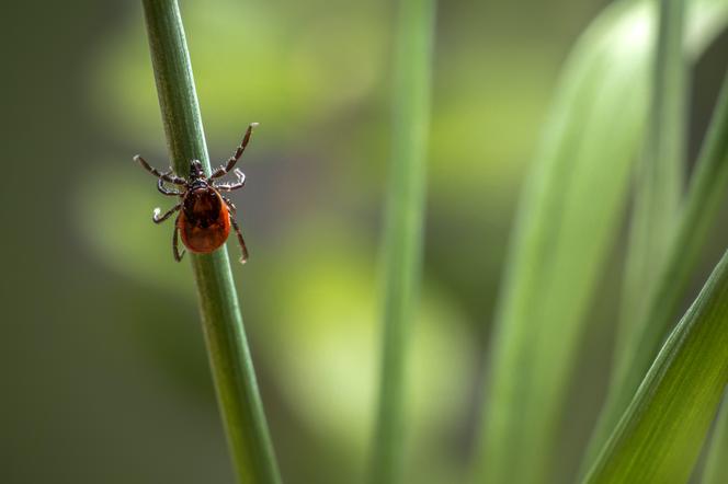 Co odstrasza kleszcze? Zobacz 9 skutecznych trików, które uchronią cię przed groźnymi owadami