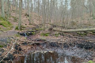 Głaz upamiętniający ruch esperantystów w Sopocie został oszpecony 