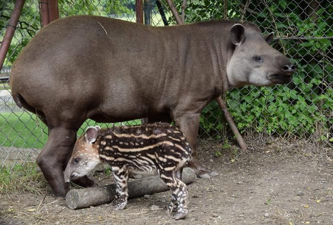 Oto bulwa - mały tapirek, który urodził się w poznańskim zoo