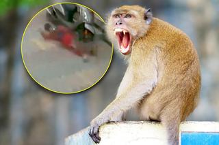 Małpa zaatakowała dziecko na ulicy! Nikt nie reagował, chłopiec ranny