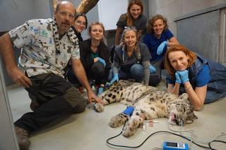 Trzymali w rękach życie pantery śnieżnej. Weterynarze wycięli Jamirowi guza z głowy