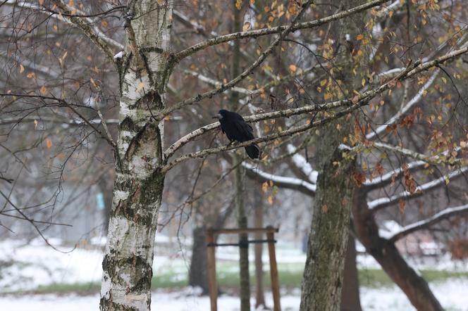 Park Ludowy w Lublinie skąpany we mgle