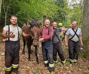 Nietypowe interwencje służb. Strażacy-ochotnicy uratowali stado koni, a strażnicy miejscy sarenki