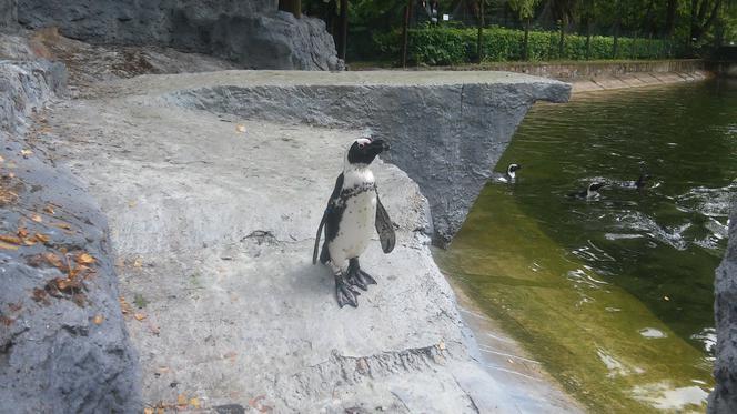 Pingwin przylądkowy