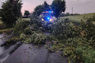 Strażacy usuwali skutki wczorajszej burzy. Najwięcej to powalone drzewa 