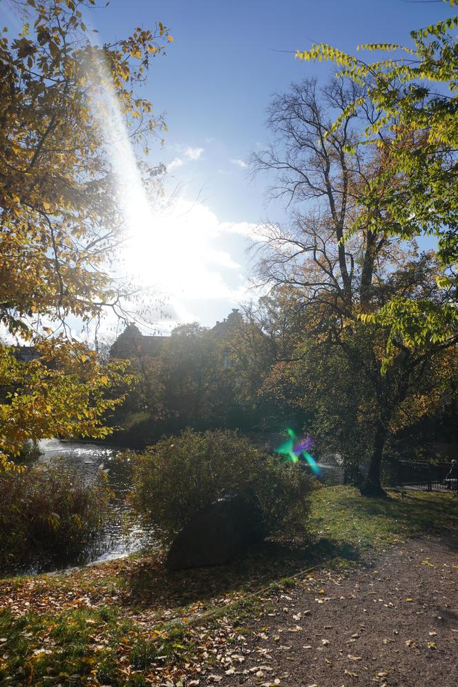 Park Wilsona jesienią