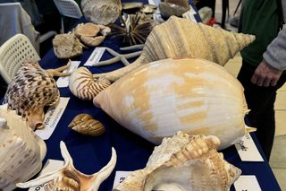 WOŚP w Olsztynie. Moc atrakcji w Centrum Handlowym Aura. Zobacz zdjęcia!