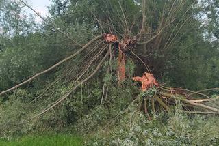 Piorun zabił mi kózkę Felę. Poczułem potworny ból i jakieś ciepło przeszyło moje ciało