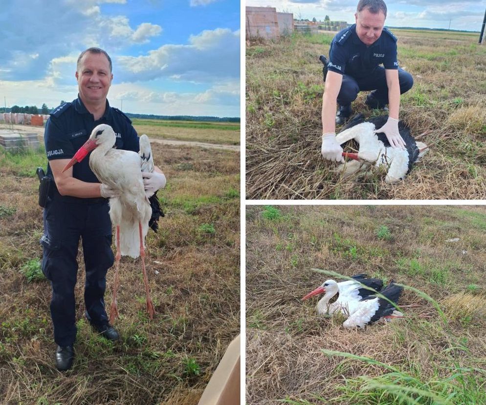 Policjanci z Konina uratowali bociana