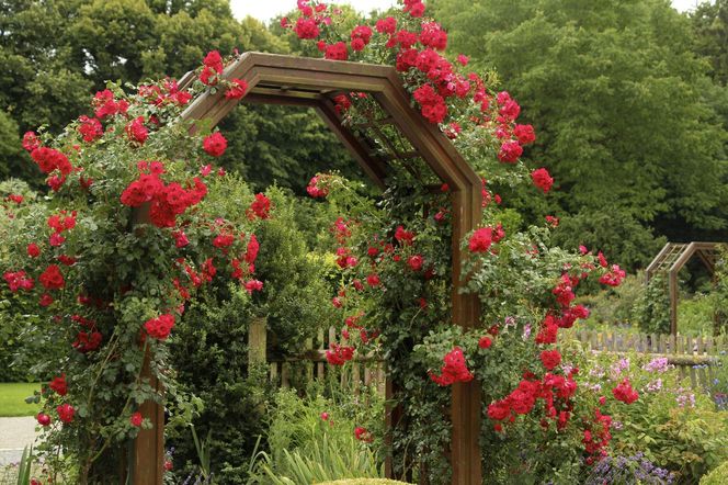 Róże pnące na podporach