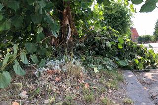 Ten trzmiel mógł ją zabić! Od tragicznej śmierci było o włos