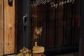 Daj Spokój, odrestaurowana chata w Szczyrku