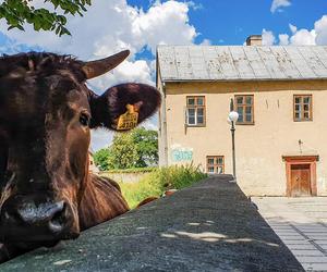 Burmistrza Wąchocka Jarosława Sameli - pasja fotografowanie