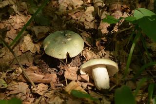 Jakie grzyby jadalne rosną w czerwcu? Tych gatunków warto szukać!