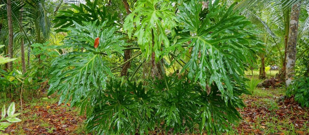 Filodendron podwójnie pierzasty