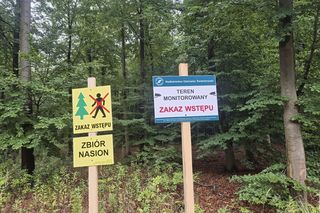 Lasy Świętokrzyskie. W miejscach zbioru nasion ZAKAZ wejścia do lasu