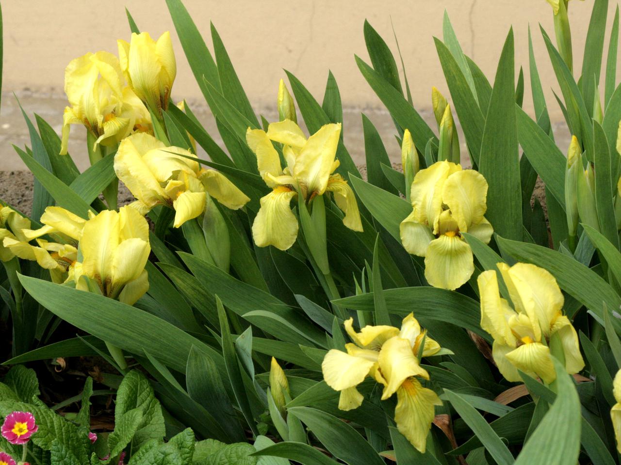 Kosaciec bródkowy - Iris x hybrida