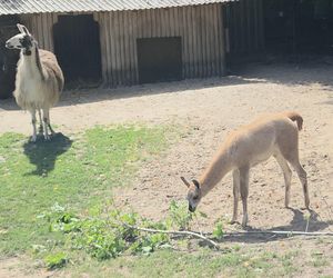 Zaglądamy do mieszkańców bydgoskiego ZOO. Kto mieszka w sercu Myślęcinka?