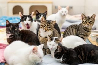 Interwencja służb w Żorach. Ile kotów uratowano przed okrutnym losem?