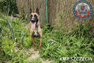 Trafika odnalazła 16-latka