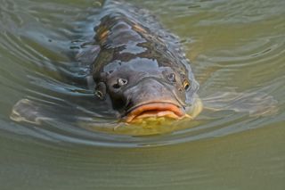 Cena karpia w Kujawsko-Pomorskiem w 2024. Ile zapłacimy za kilogram ryby z lokalnych gospodarstw rybackich?  [GALERIA]