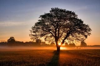 To nie afrykańska sawanna